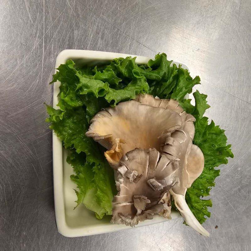 Oyster Mushroom